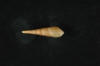 藏品(錐蜷)的圖片